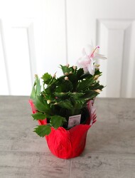 Christmas Cactus from Aladdin's Floral in Idaho Falls